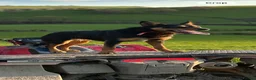 Mixed Breed dogs for sale: 4 beautiful border collie X kelpie pups for sale  - Advert 7