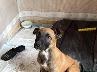 Belgian Shepherd Dog dogs Dutch shepherd puppy - Advert 18