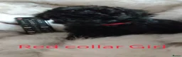 Toy Poodle dogs for sale: Exceptional KC Toy Poodles red & black colours - Advert 20