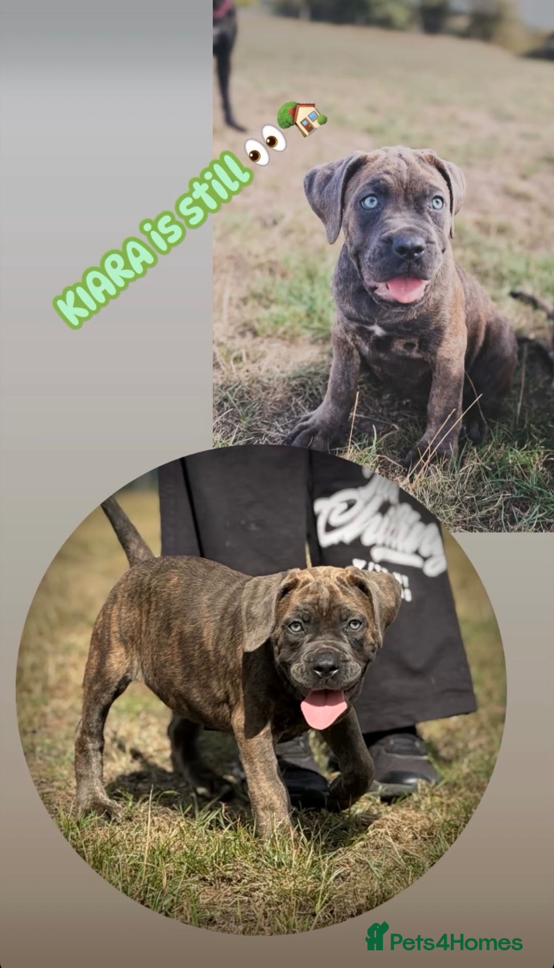 Cane Corso dogs 🐾 Balestra Magica Corso – Litter “K” 🐾 IKC/FCI - Advert 1