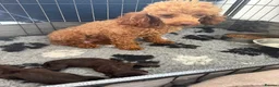 Cavapoo dogs for sale: Chocolate F1 Cavapo’s  - Advert 3