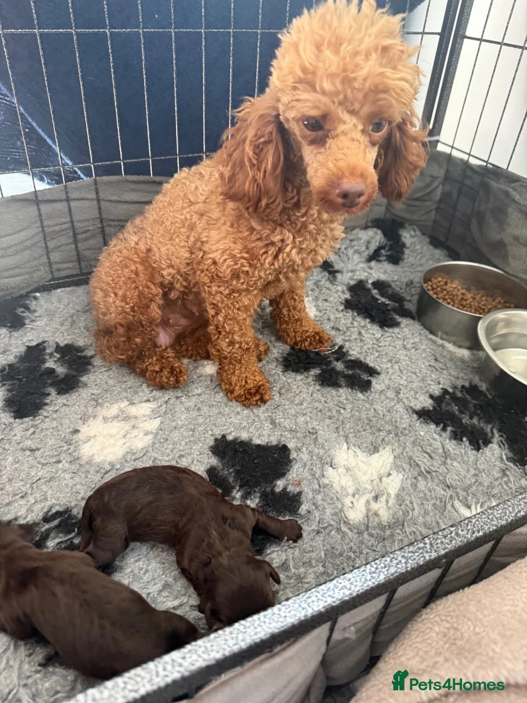 Cavapoo dogs for sale: Chocolate F1 Cavapo’s  - Advert 3
