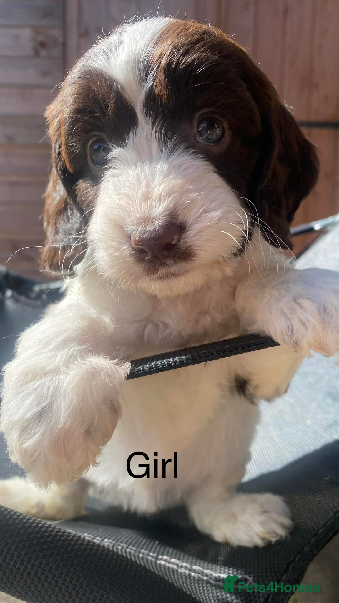 Sproodle dogs 🐶💕Adorable Sprockerpoo Puppies🐶💕 - Advert 2