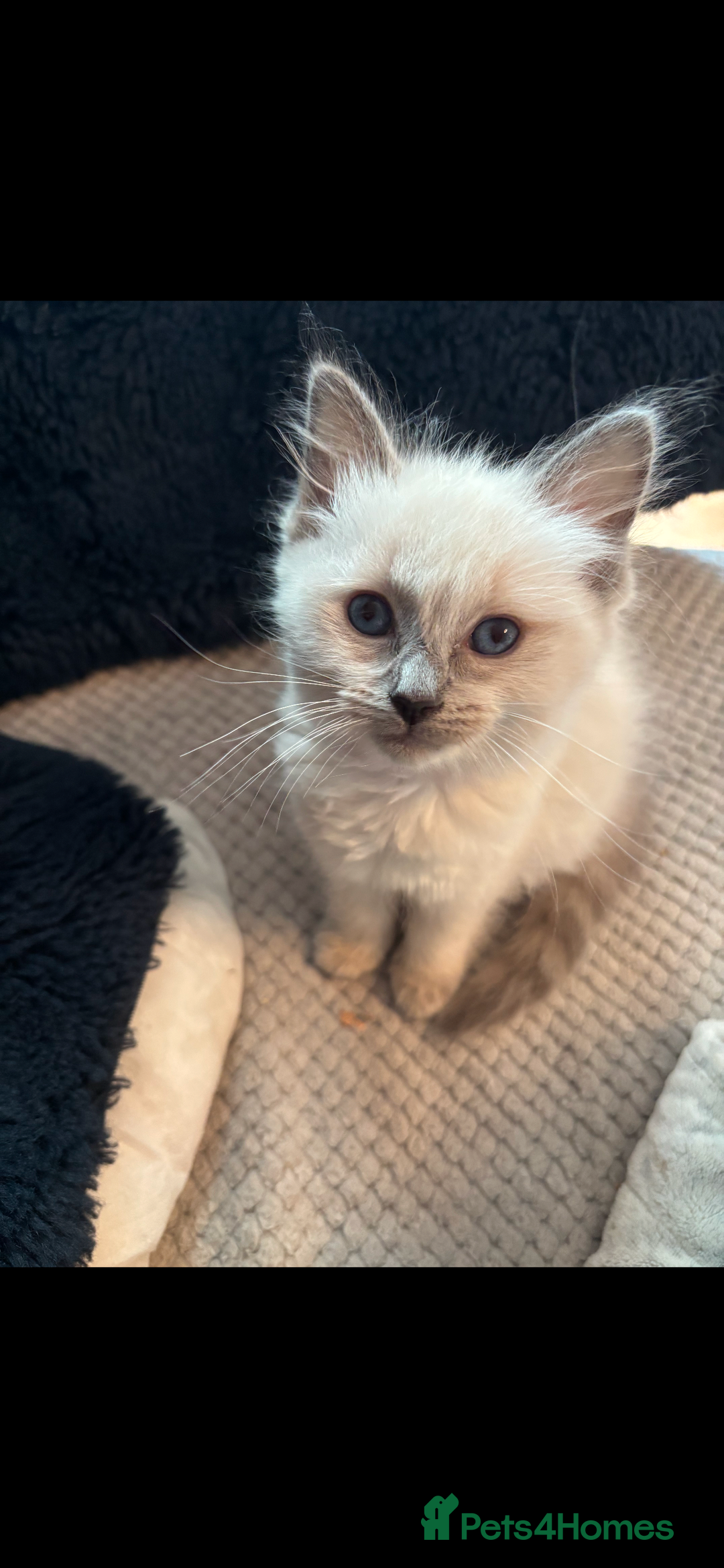 Ragdoll cats for sale: 3 gorgeous rag dolls ready to leave  - Image 6
