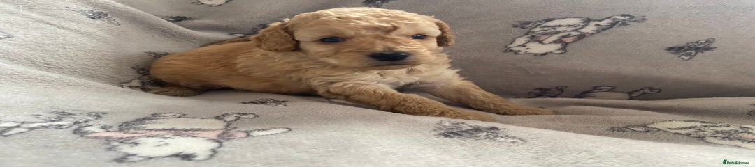 Cockapoo Puppy 3