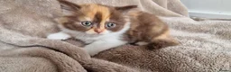 British Longhair cats for sale: Adorable British Longhair kittens - TICA registred - Advert 6