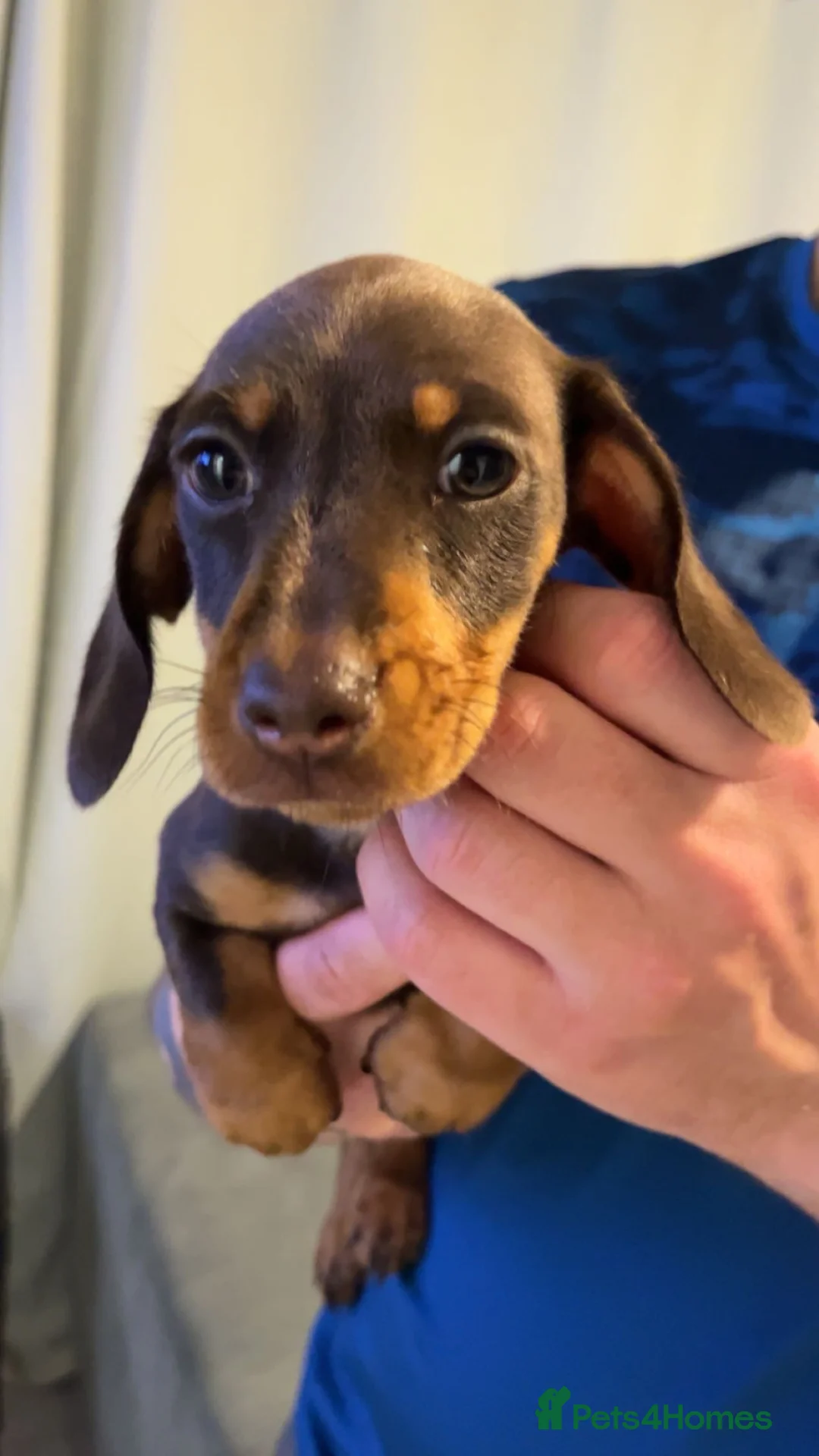 Miniature Dachshund dogs for sale: Miniature Dachshund  - Advert 1