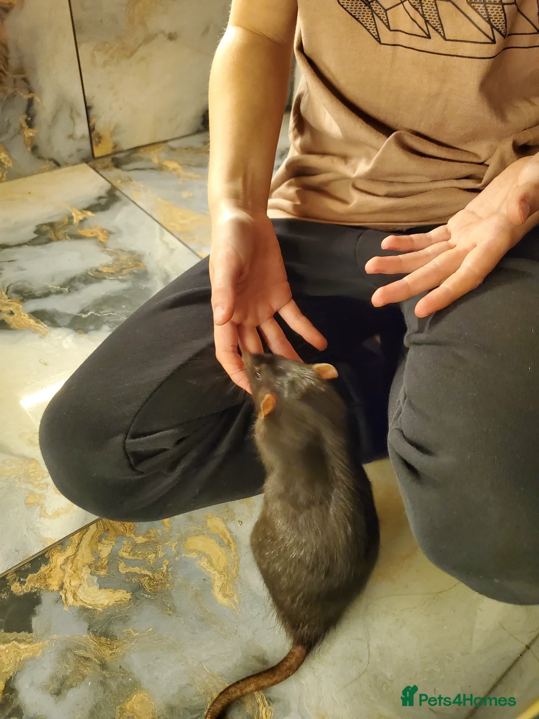 Rat rodents for sale: Two rats for sale in Scunthorpe - Advert 1