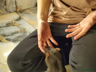 Rat rodents Two rats for sale in Scunthorpe - Advert 1