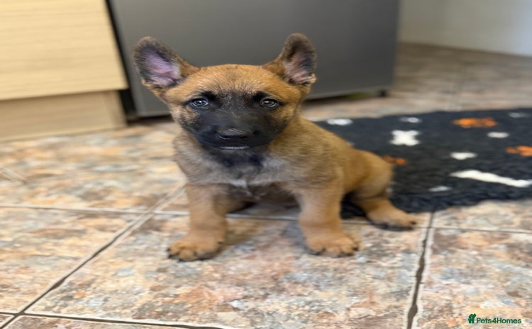 Belgian Shepherd Dog dogs - Advert 1