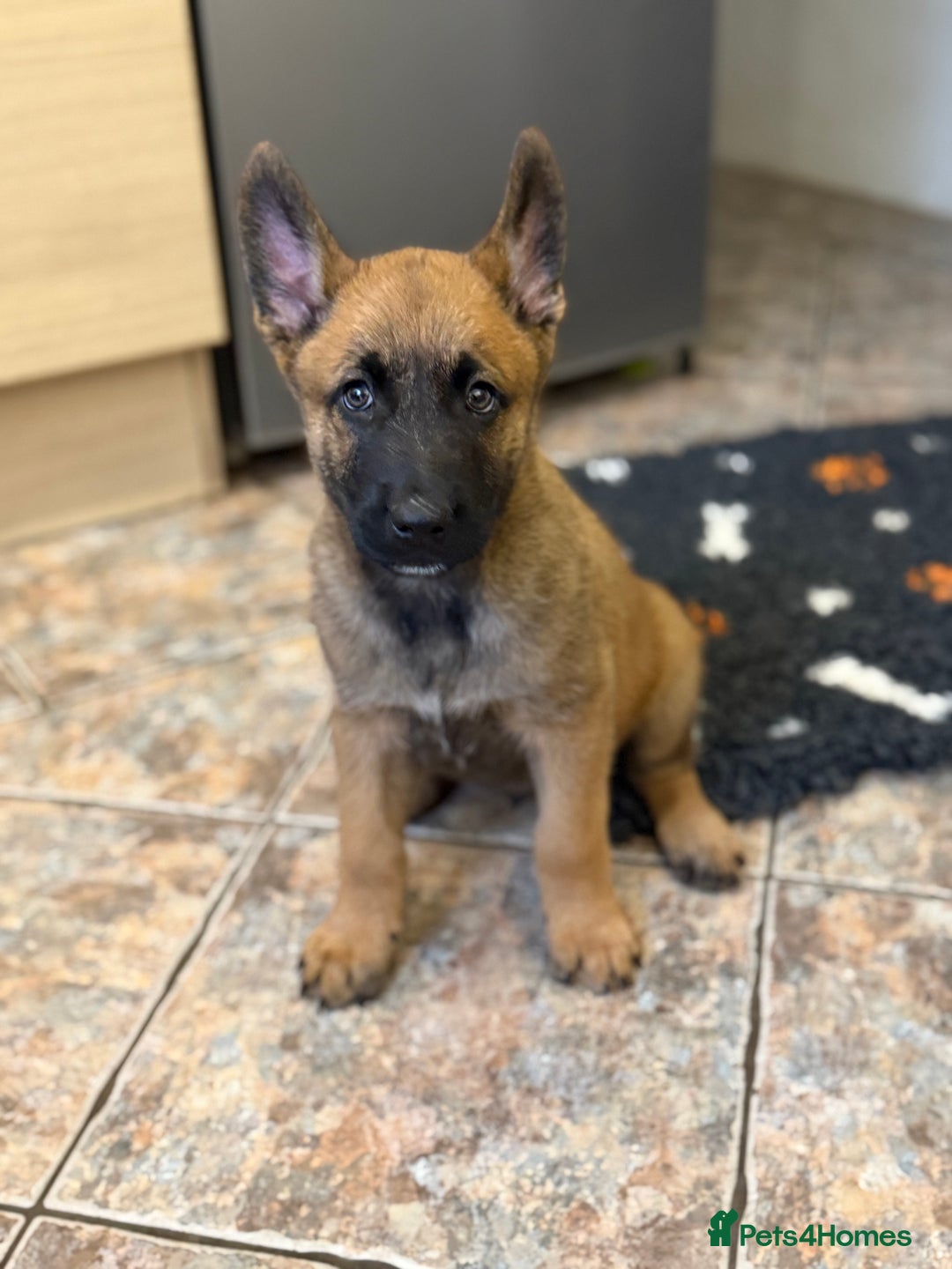 Belgian Shepherd Dog dogs for sale: Top working line puppies  - Image 2
