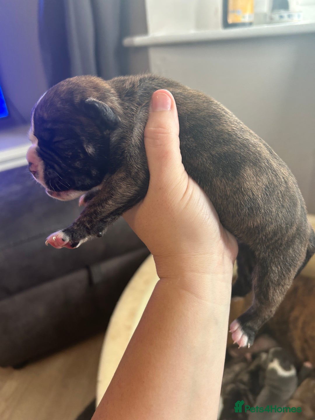 Old Tyme Bulldog dogs for sale: Beautiful old tyme bulldogs  - Image 6