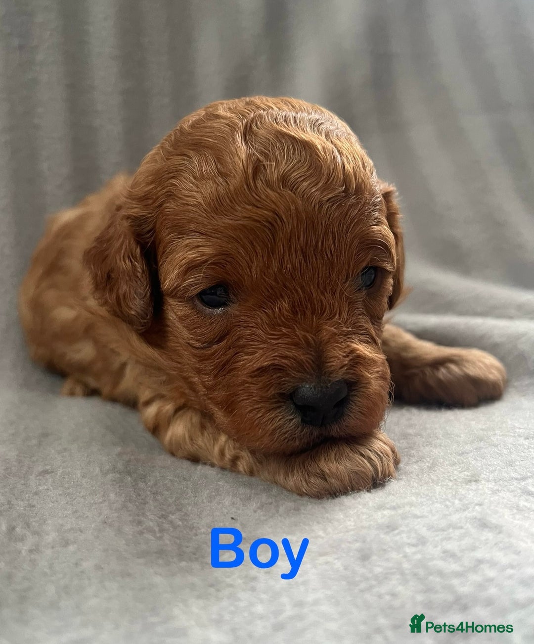 Cavapoo dogs for sale: Gorgeous F1B Cavapoo puppies  - Image 9