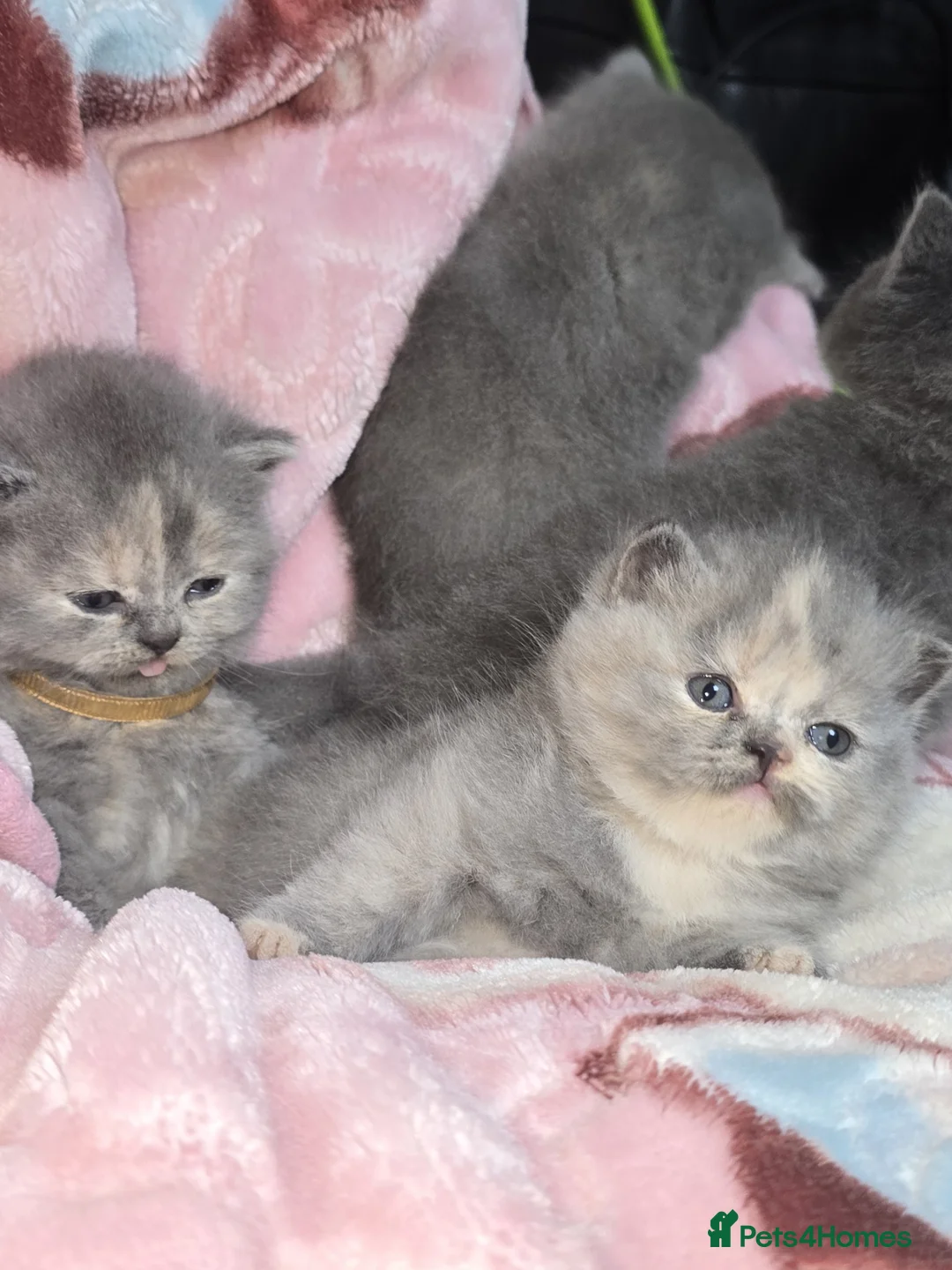 British Shorthair cats for sale: 4 Adorable kittens and the mother all for sale  - Advert 1