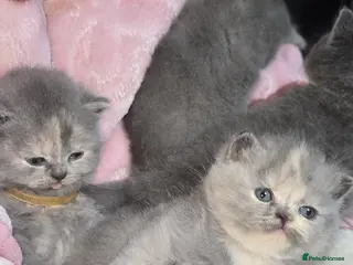 British Shorthair cats for sale: 4 Adorable kittens and the mother all for sale - Advert 2