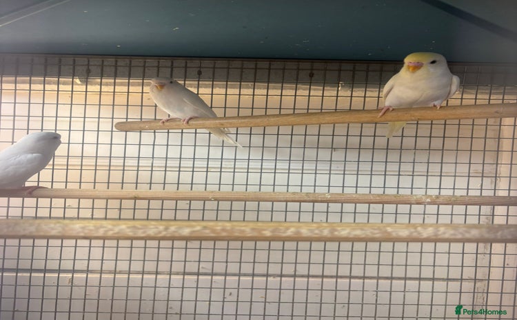 Budgerigars birds - Advert 12