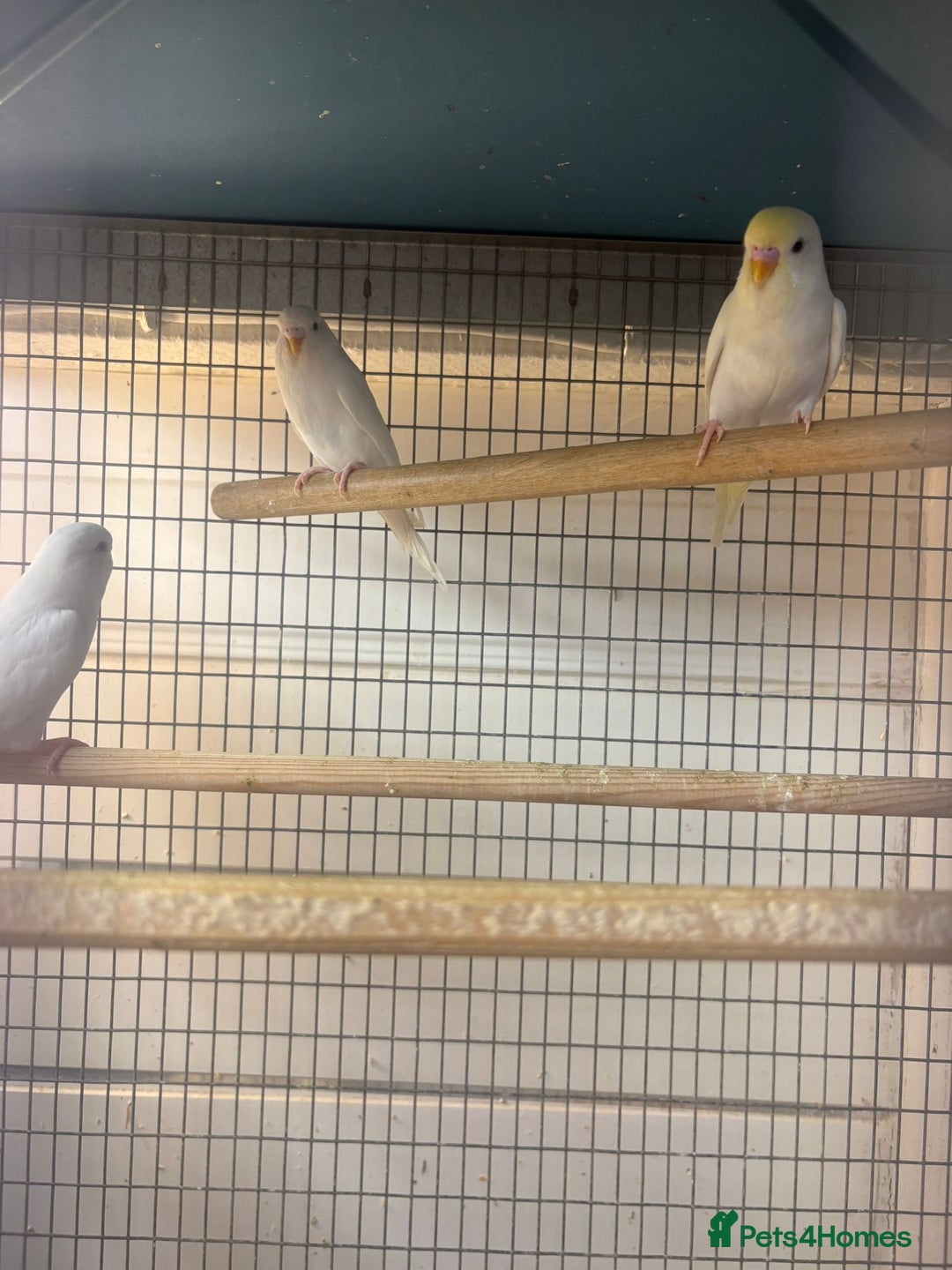 Budgerigars birds for sale: Budgies - Image 1