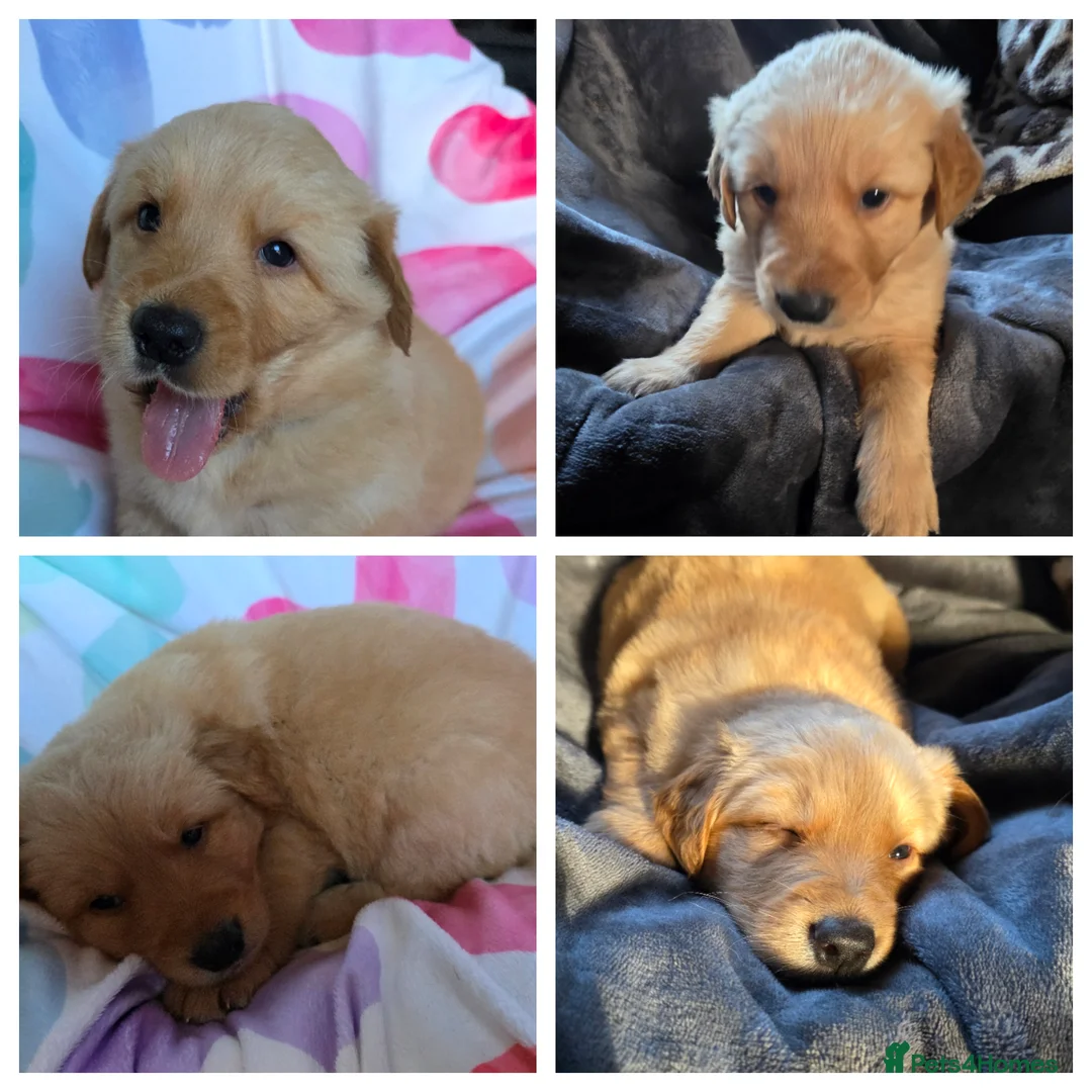 Mixed Breed dogs for sale: Golden shepherds - Advert 5