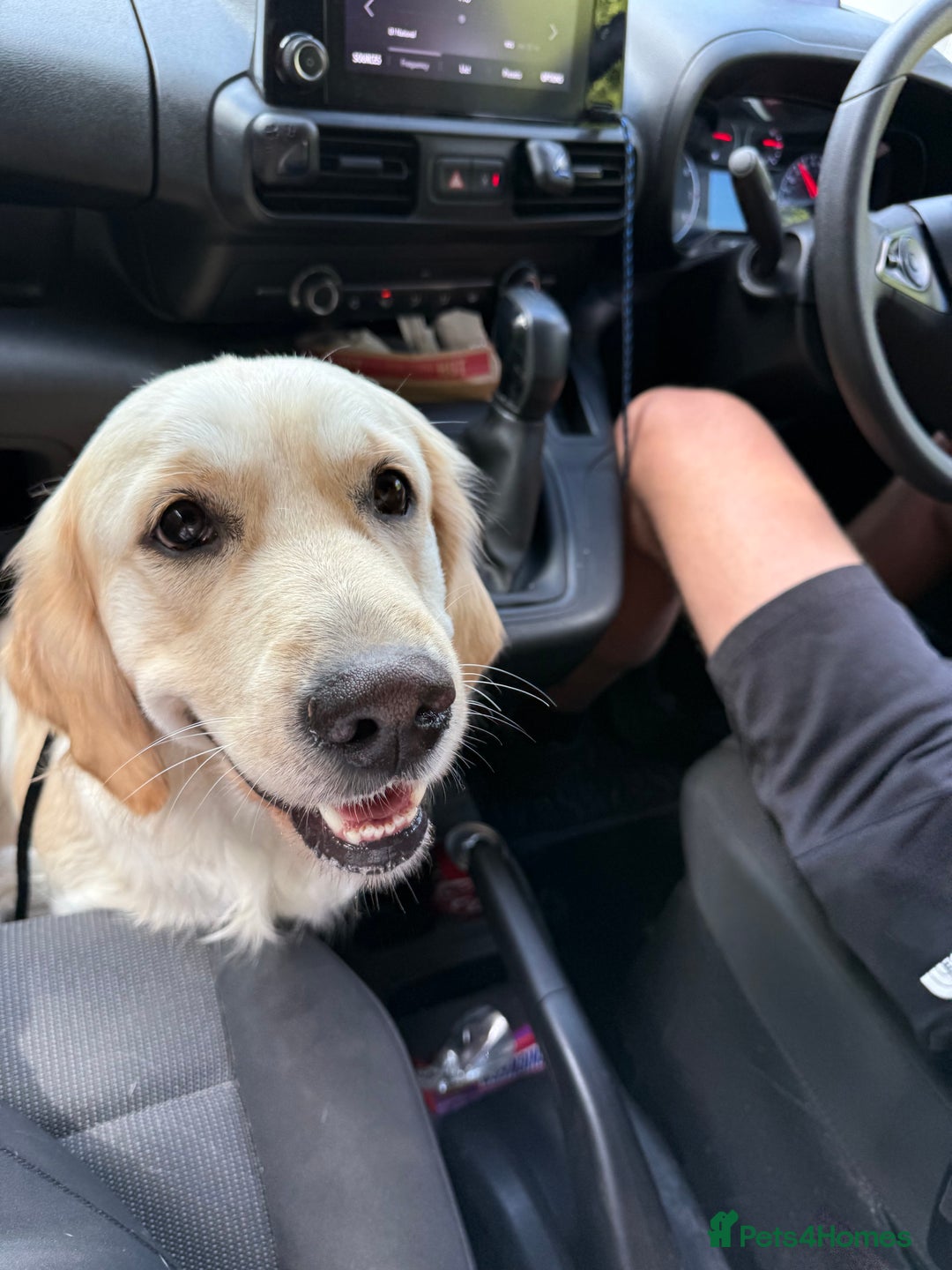 Golden Retriever dogs for sale: Golden retriever puppies confirmed (due 15/11) - Image 4