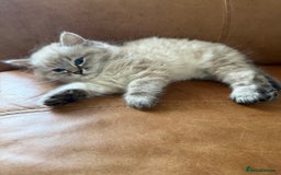 Ragdoll cats for sale: Ragdoll blue lynx ready now  - Image 12