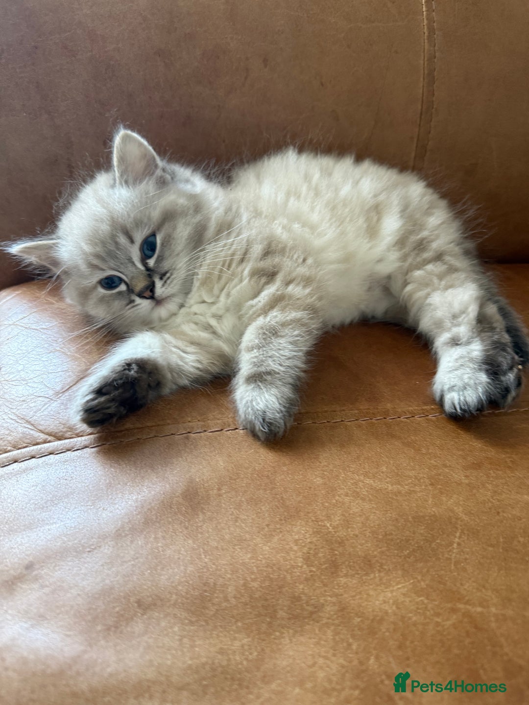 Ragdoll cats for sale: Ragdoll blue lynx ready now  - Image 12