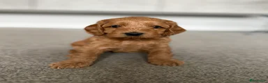 Cockapoo 1
