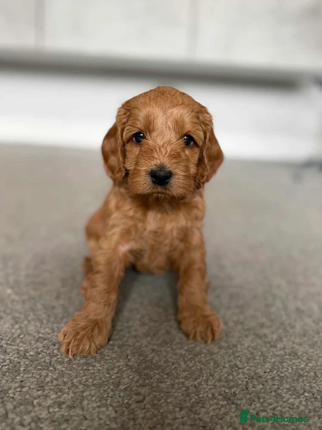 Cockapoo dogs for sale: F2 Cockapoo Female puppy  - Advert 2
