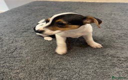 Jack Russell dogs for sale: Three beautiful jack Russel puppies  - Image 2