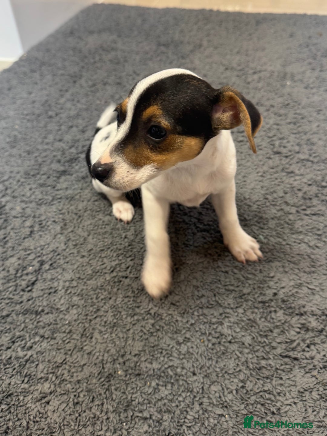 Jack Russell dogs for sale: Three beautiful jack Russel puppies  - Image 2