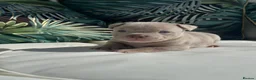 American Bully dogs for sale: ABKC registered Pocket Bully puppies  - Advert 22