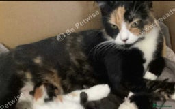 Mixed Breed cats for sale: Calio Kitten Female 2 Months Old - Image 15