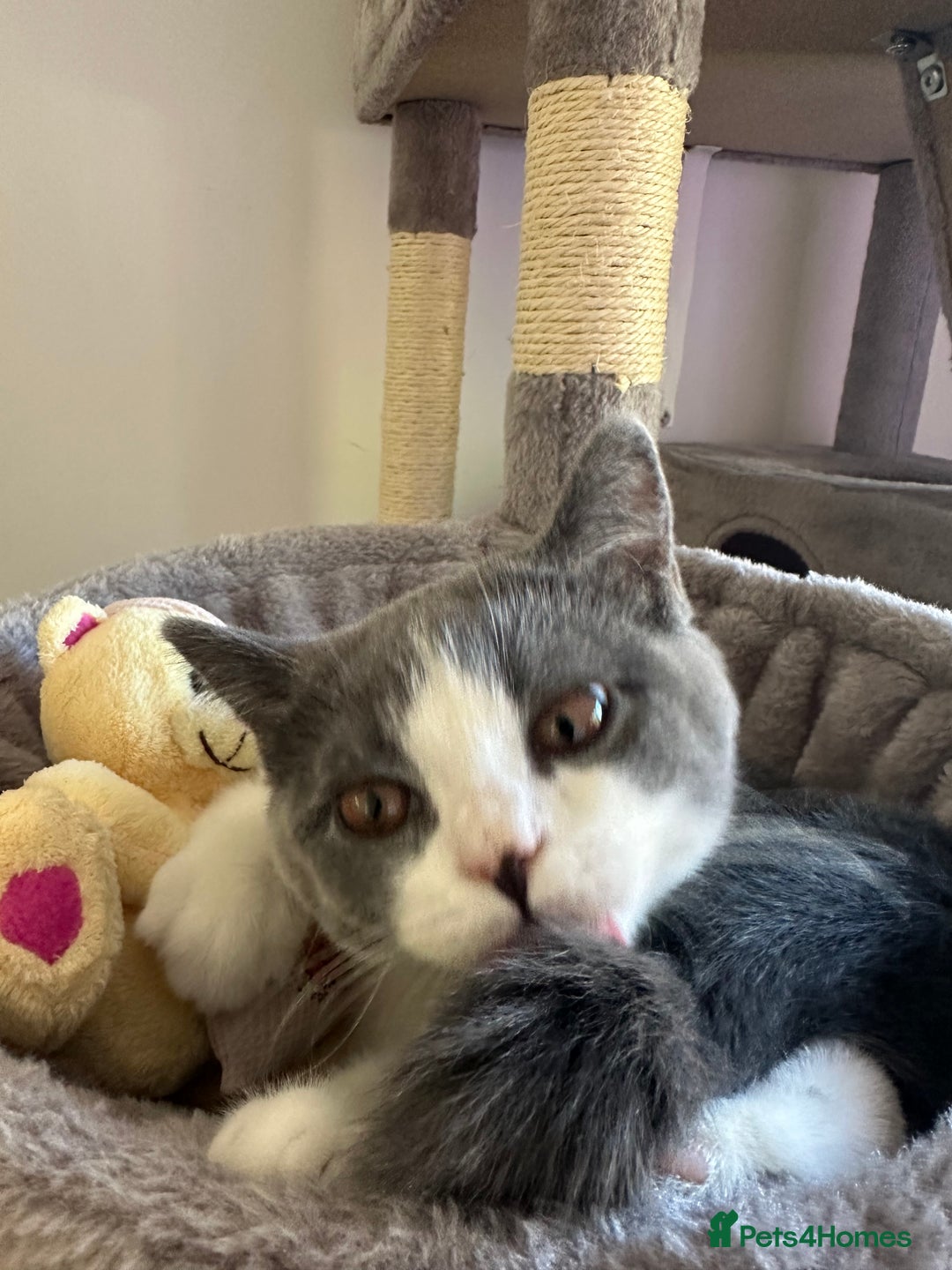 British Shorthair cats for sale: British shorthair blue and white, 4 months old  - Image 8