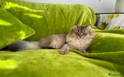 British Longhair cats for sale: British Longhair Kitten for sale  - Image 4