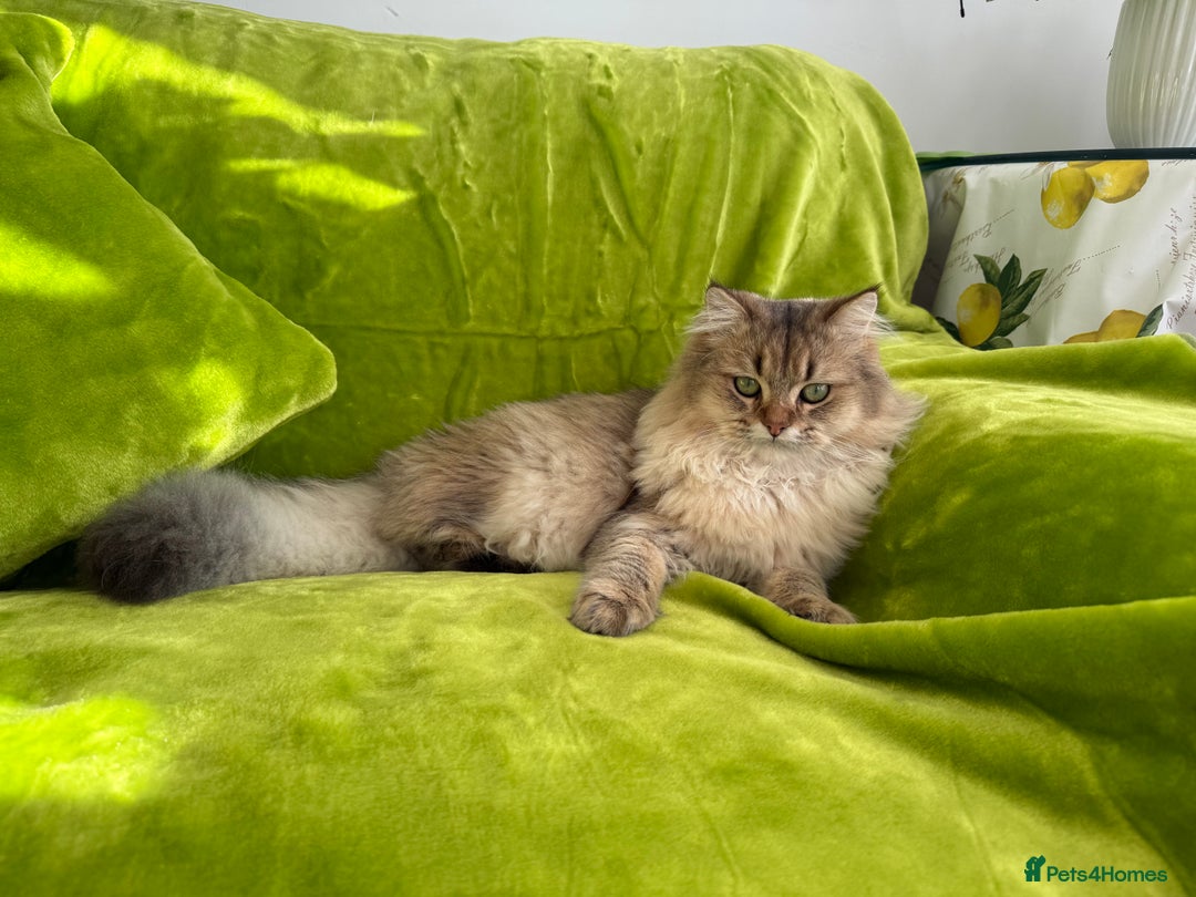 British Longhair cats for sale: British Longhair Kitten for sale  - Image 4