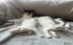 British Shorthair cats for sale: 2 gorgeous white kittens  - Image 2
