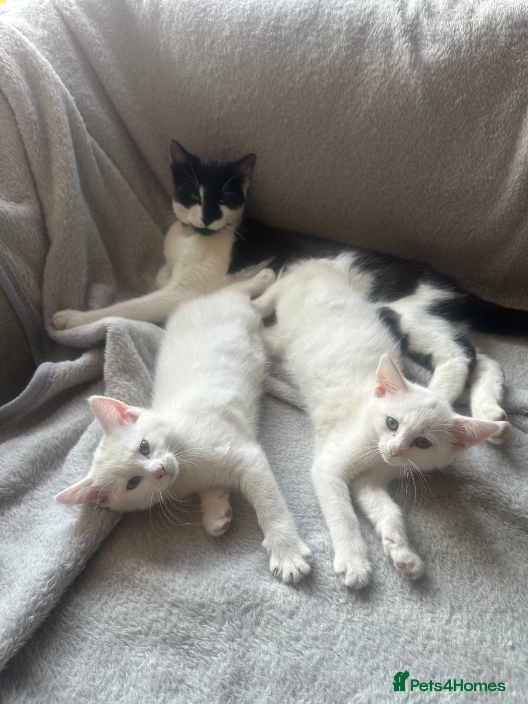 British Shorthair cats for sale: 2 gorgeous white kittens  - Image 2