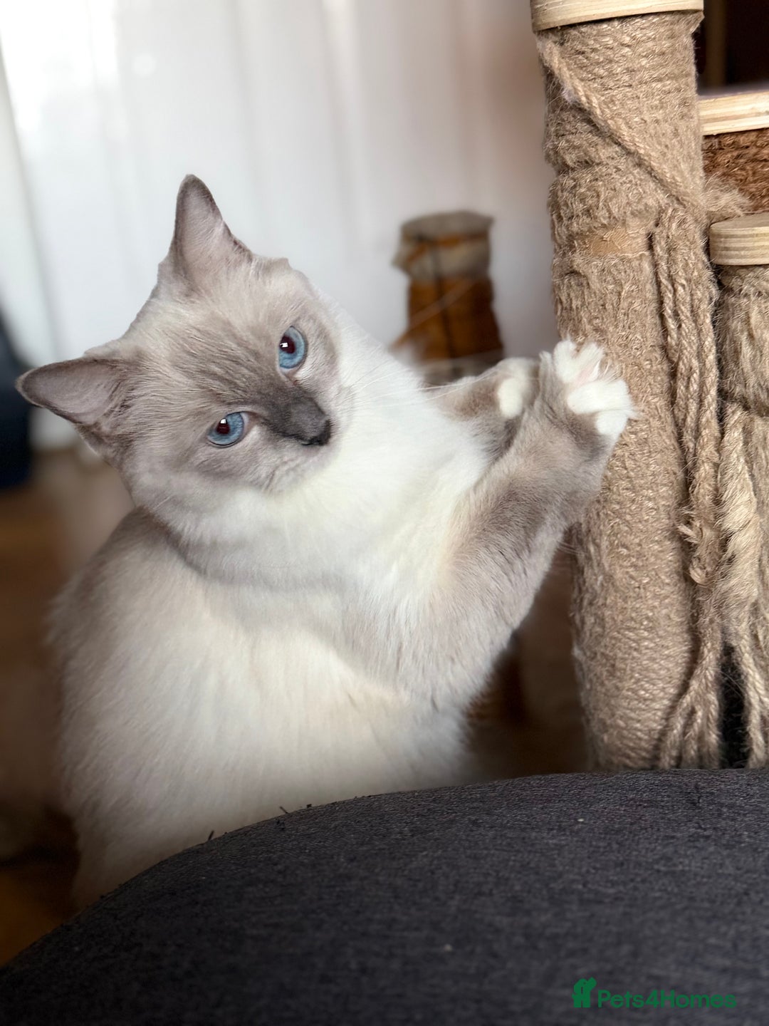 Ragdoll cats for sale: 🐾 Pure Ragdoll Kittens Looking for Loving Homes  - Image 6