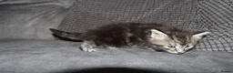 Maine Coon cats for sale: Gorgeous maine coon kittens (2 poly) - Advert 10
