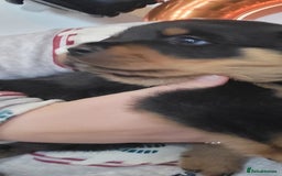 Rottweiler dogs for sale: 1 male 1 female rottweiler  - Image 8