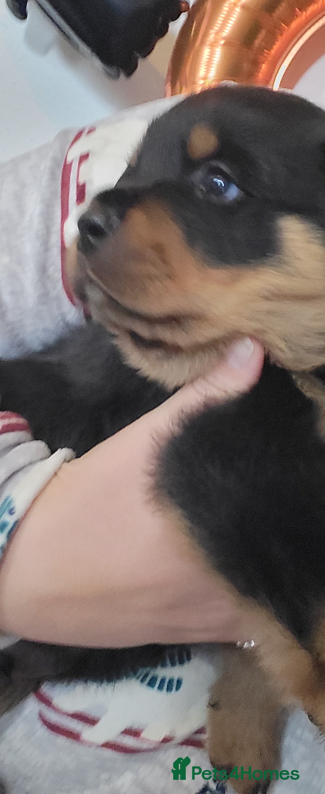 Rottweiler dogs for sale: 1 male 1 female rottweiler  - Image 8