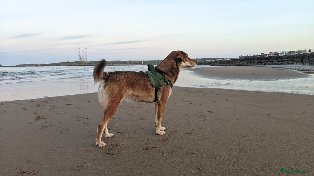 Mixed Breed dogs for sale: 6 year old mix breed  - Image 7