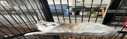 Ragdoll cats for sale: Ragdoll kittens for sale - Advert 6