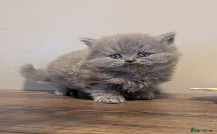 British Longhair cats - Advert 13