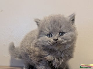 British Longhair cats - Advert 10