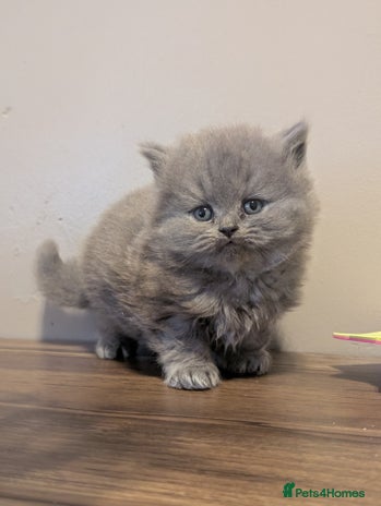 British Longhair cats - Advert 7