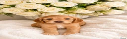 Cocker Spaniel dogs for sale: Gorgeous gold working Cocker spaniel pups - Advert 1