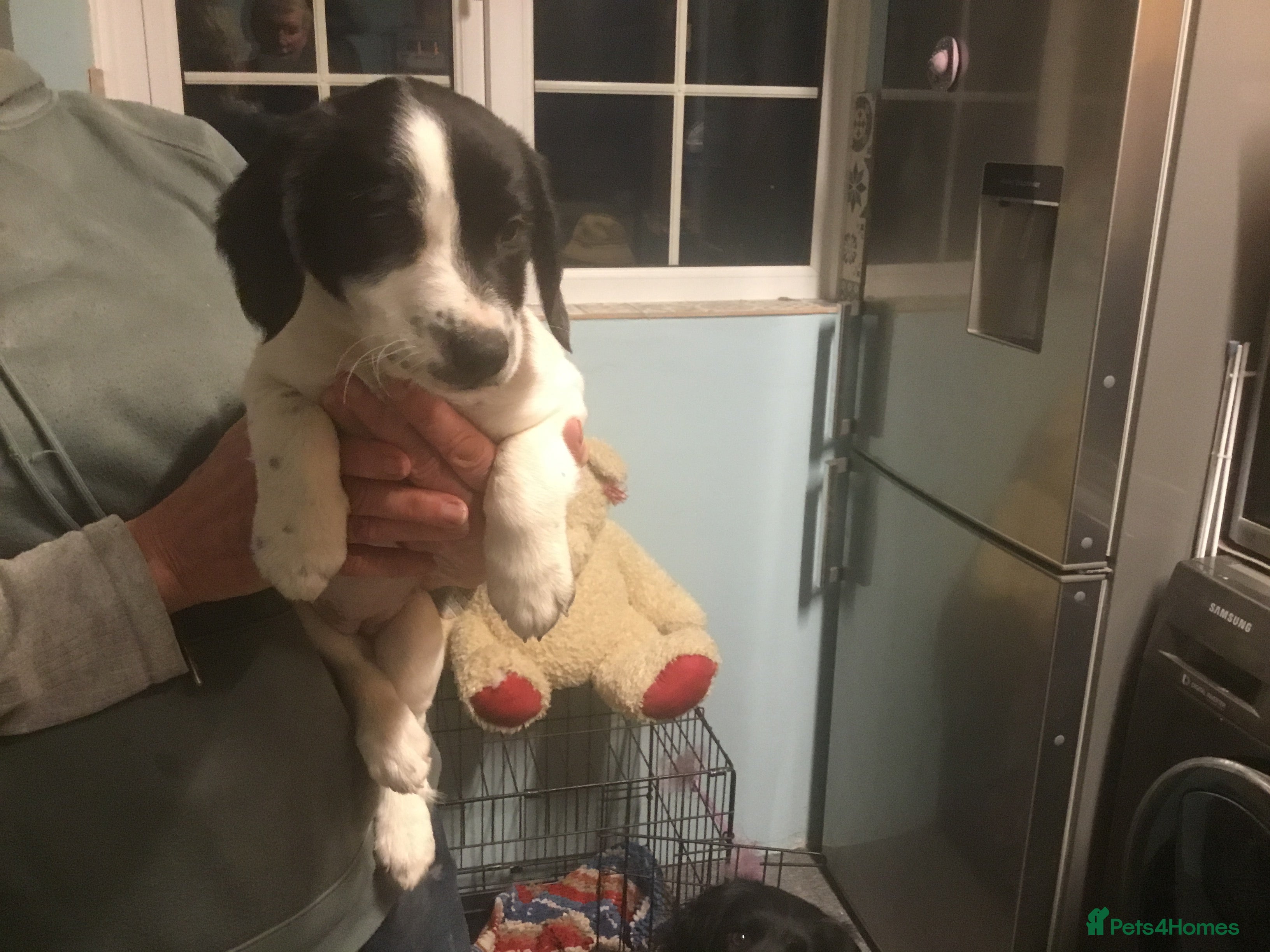 Mixed Breed dogs Sprollies - Advert 2