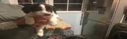 Mixed Breed dogs for sale: Sprollies - Advert 12