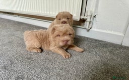 Shar Pei dogs for sale: Top quality bear coat sharpei  - Image 3
