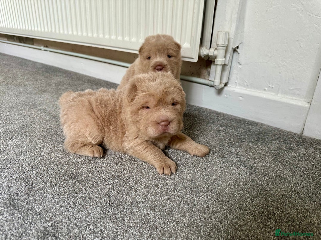 Shar Pei dogs for sale: Top quality bear coat sharpei  - Image 3